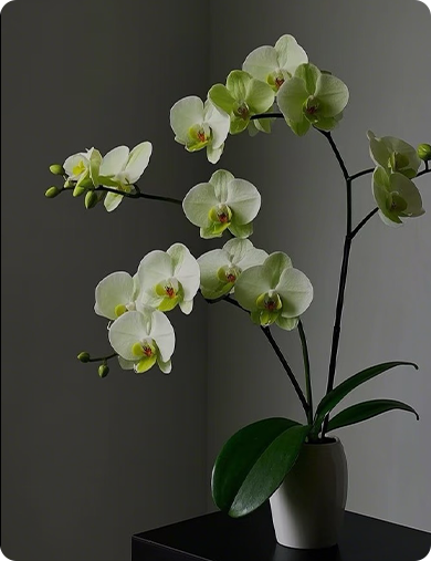 Flowers&Plants
