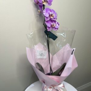 Elegant Phalaenopsis Orchid in a Pot
