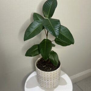 Rubber Plant with Pot 65-30cm