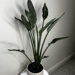 Bird of Paradise Plant with Pot Strelitzia nicolai or Strelitzia reginae