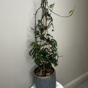 Monstera adansonii with Pot 100cm-30cm