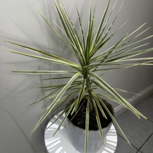 Dracaena Tricolour Plant with Pot 75cm-55cm