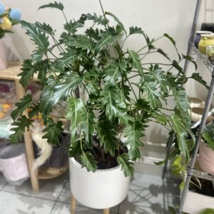 Extra Large Philodendron Xanadu Plant with Pot 130cm-90cm